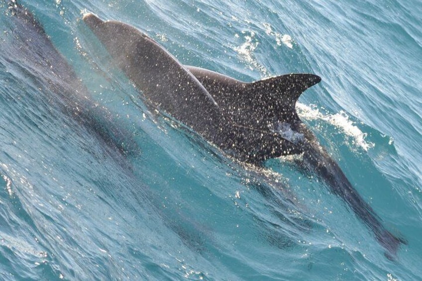 En delfin som simmar i klart, blått vatten. 5