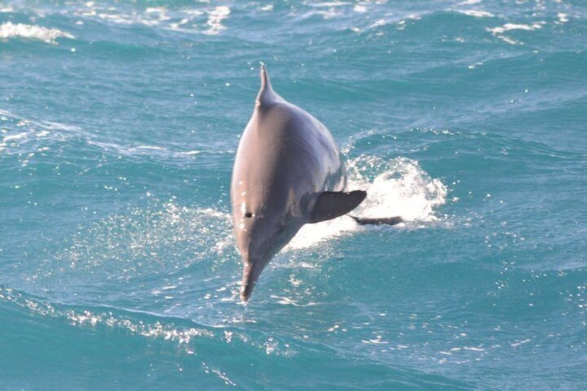 En delfin som hoppar upp ur vattnet. 3