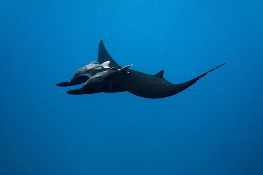 En mantarocka som simmar i havet. 5