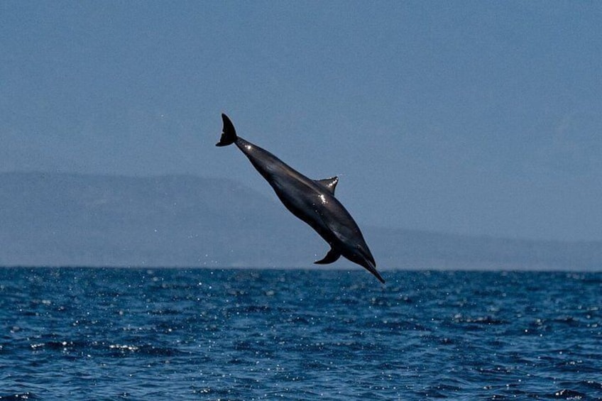 Un delfín saltando fuera del océano. 3