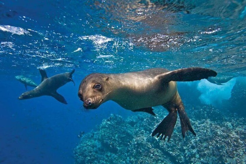 Una foca nada bajo el agua con un arrecife de coral al fondo. 2