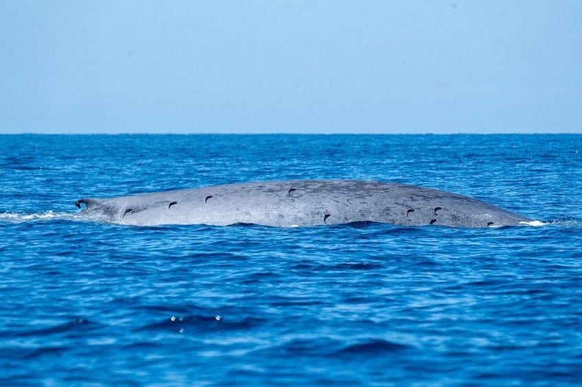 En val som simmar i havet. 2