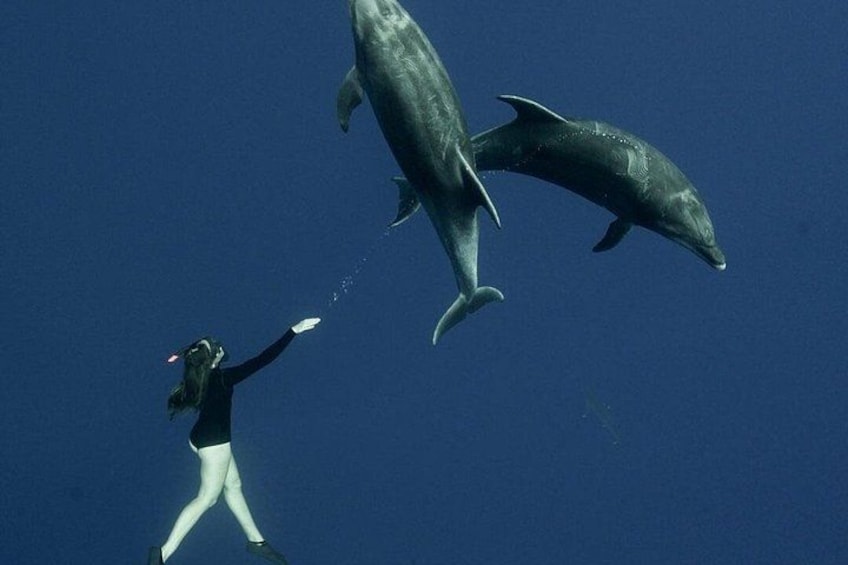 En dykare som interagerar med en delfin i havet. 1