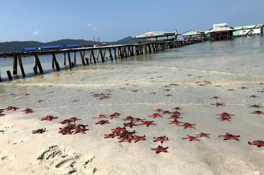 A beach with seaweed on the sand and a pier extending into the water. 1