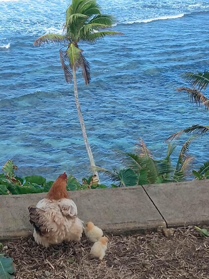 Picture 44 for Activity Full-Day Upolu Island Highlights Tour from Apia 3