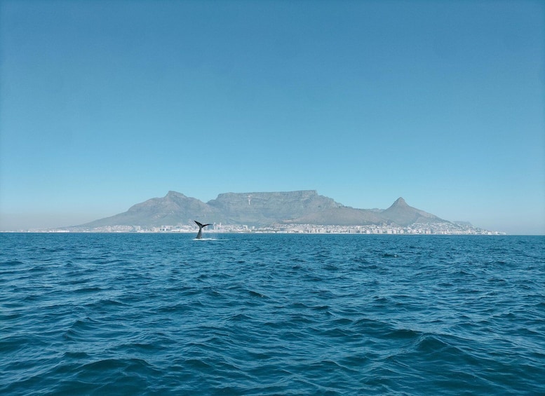 A whale breaching the ocean with a mountain range in the background. 5