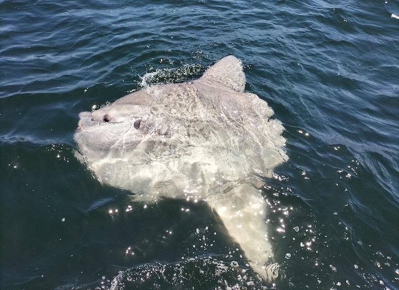 A shark swimming in the ocean. 2
