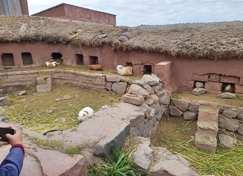 A traditional mud-brick structure with thatched roofs, stone walls, and a small enclosed area with guinea pigs. 4