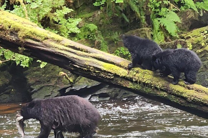 Customizable Ketchikan Experience. 1