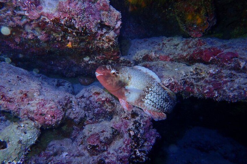 Ishigaki Island, Okinawa: Let's Go See Noctiluca!Night Snorkeling Tour 2