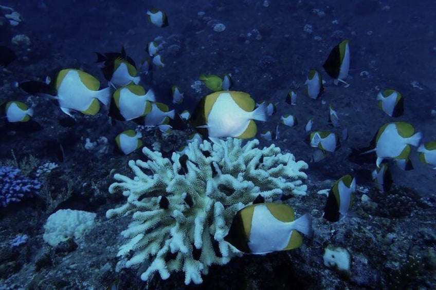 A coral reef with yellow and white fish swimming around. 5