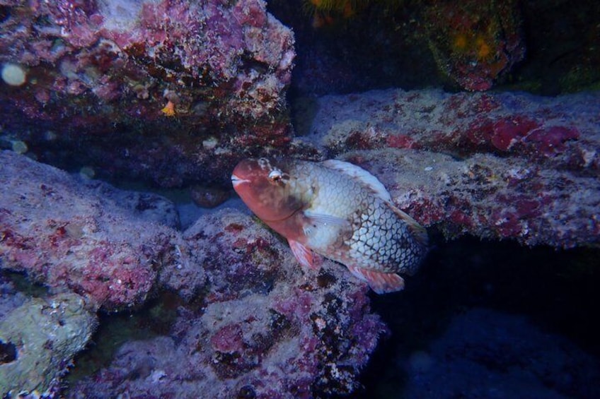 A fish resting on a coral reef. 2