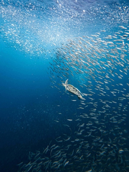 A sea turtle swimming among a school of fish in clear blue water. 3