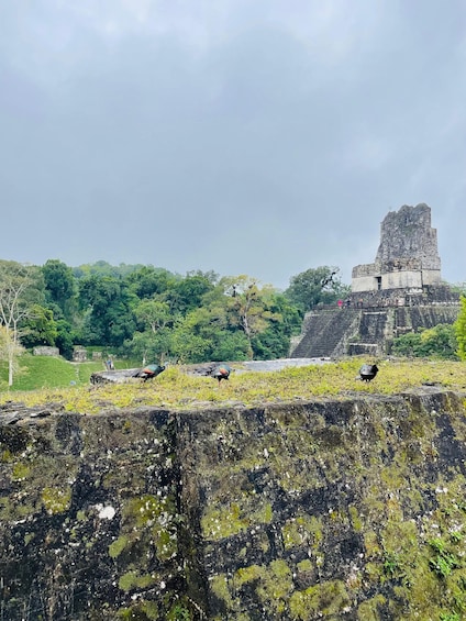 A large ancient pyramid surrounded by lush greenery. 2