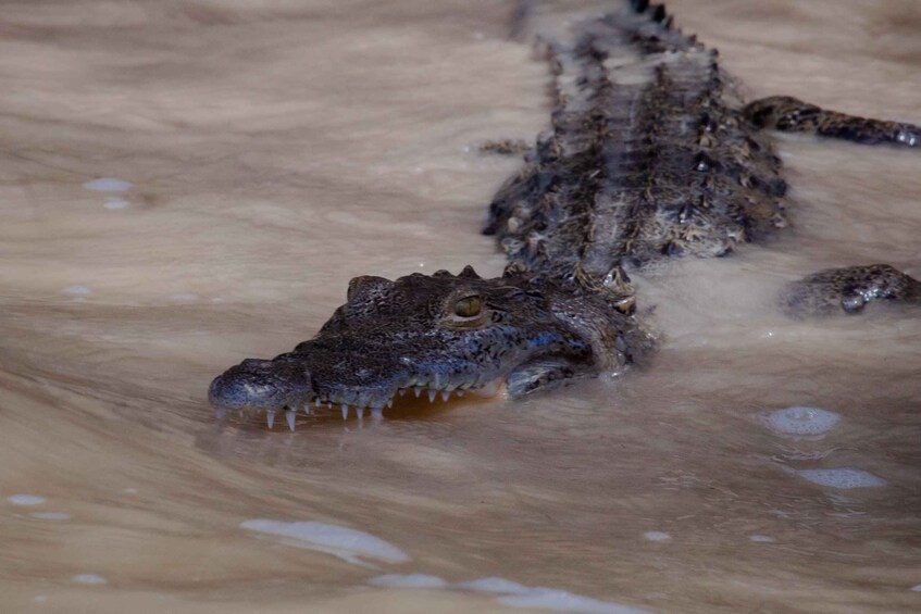 A crocodile partially submerged in water. 2