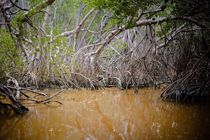 A mangrove forest with muddy water and intertwined roots. 5