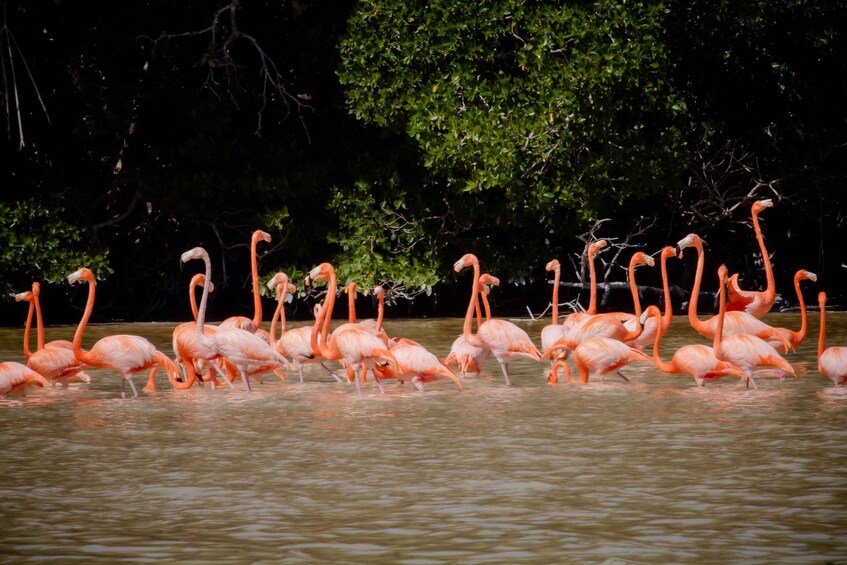 A group of flamingos in shallow water with dense foliage in the background. 3