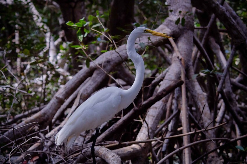 A white heron standing among tangled branches and foliage. 4