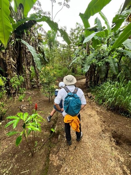 A person walking on a dirt path surrounded by lush greenery and banana plants. 2