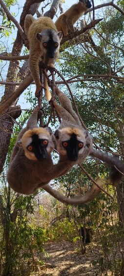 Lemurs on a tree branch in a forest. 4
