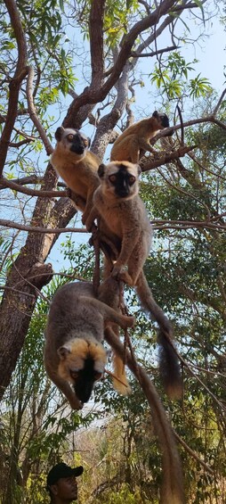 Lemurs on a tree with green leaves and branches. 1