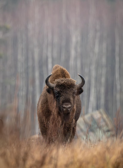 A bison in a field with dry grass and a forested background. 3