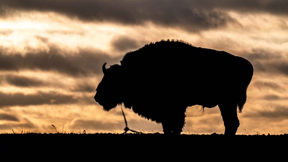 A silhouette of a bison against a sunset sky. 1