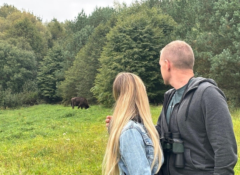 Two people observing a bull in a grassy field with dense forest in the background. 2