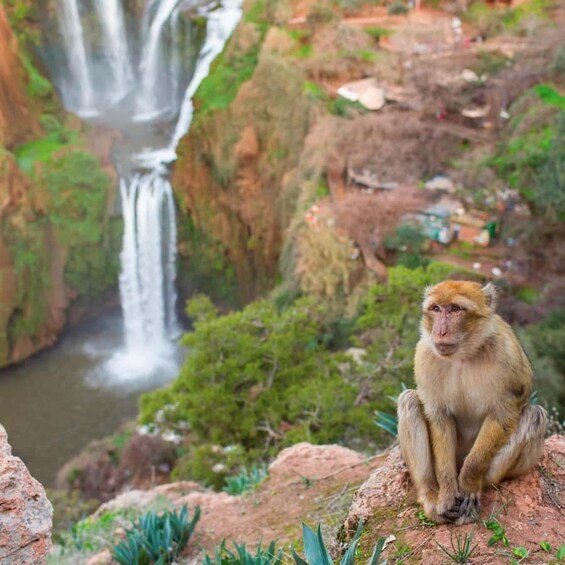 Picture 13 for Activity Marrakech: Ouzoud Waterfalls, Guided Hike, Lunch+ Boat Trip 2