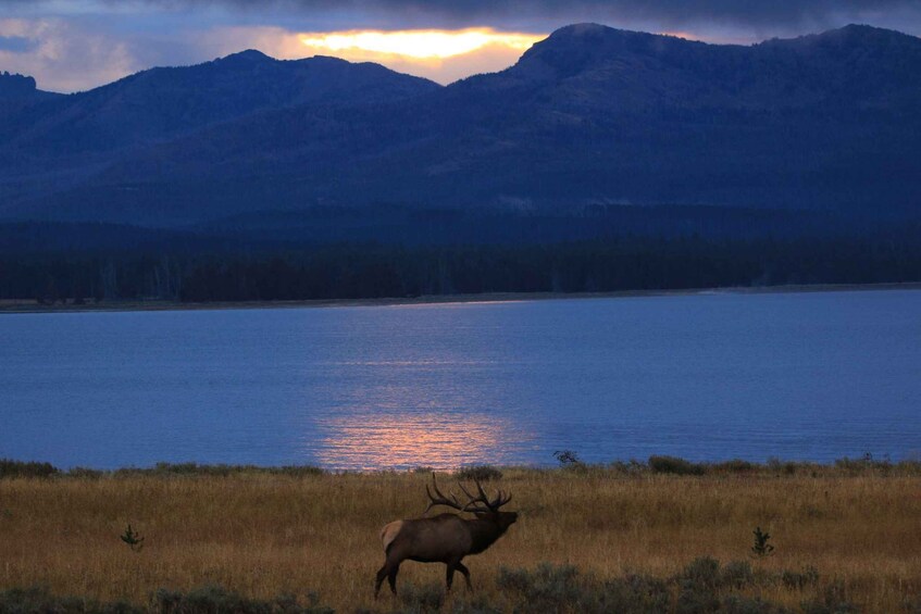A lone elk in a field with a lake and mountains in the background. 1