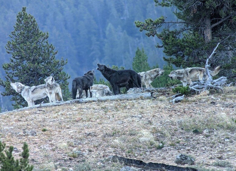A group of wolves on a rocky hillside with pine trees in the background. 2