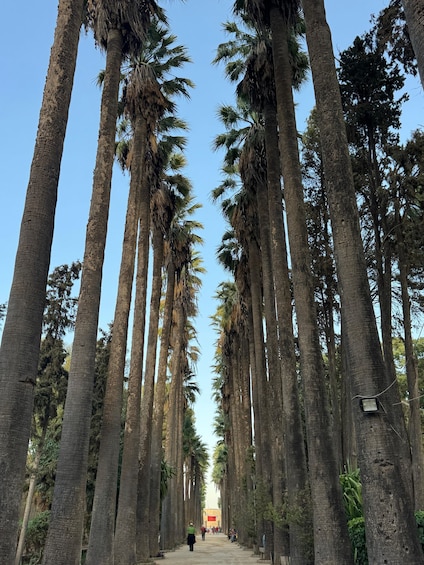 A pathway lined with tall palm trees under a clear sky. 2