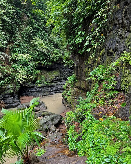 Picture 14 for Activity Manila: Hidden Valley Springs Day Tour with Lunch 5
