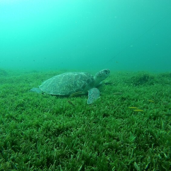 A sea turtle swimming over a seaweed-covered seabed. 4