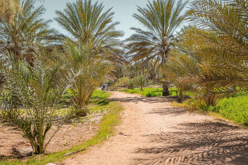 A dirt path flanked by palm trees in a desert landscape. 2