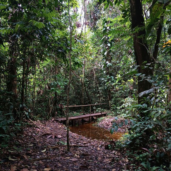 Picture 12 for Activity Iquitos: White Sand National Park Sunrise Jungle Hike 2