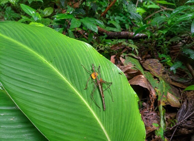Picture 13 for Activity Iquitos: White Sand National Park Sunrise Jungle Hike 5