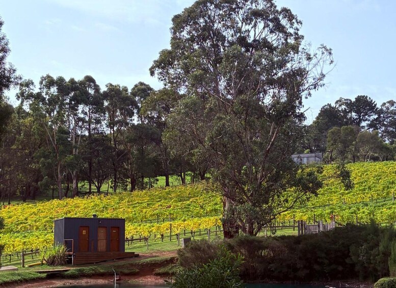Picture 7 for Activity Melbourne: Mornington Peninsula Wine Tour with Lunch 2