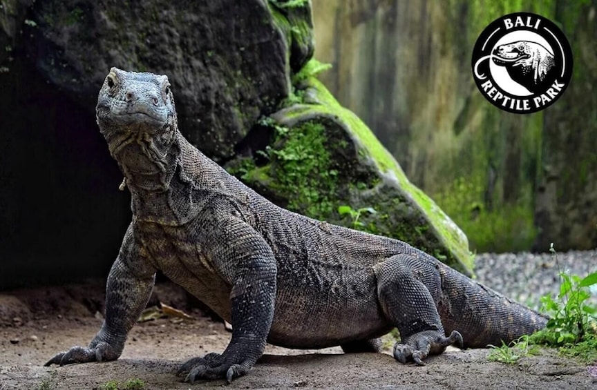 A large monitor lizard in a natural setting with a rocky background and greenery. 1