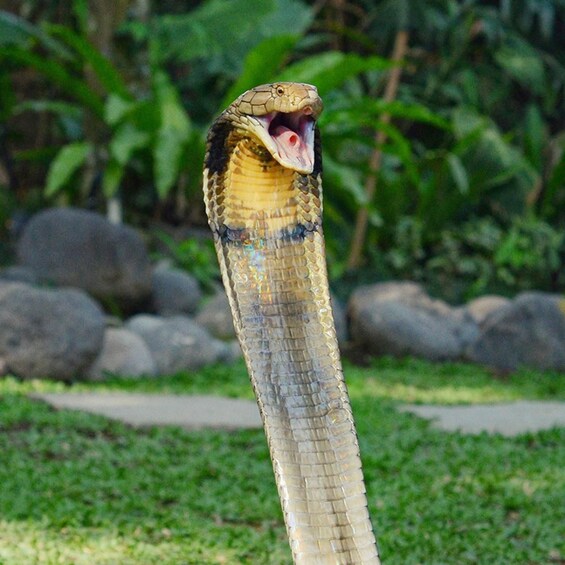 A snake with its mouth open, surrounded by greenery and rocks. 2