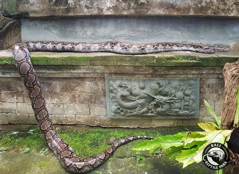 A large snake coiled on a stone ledge with a carved dragon relief and a plant in the foreground. 4