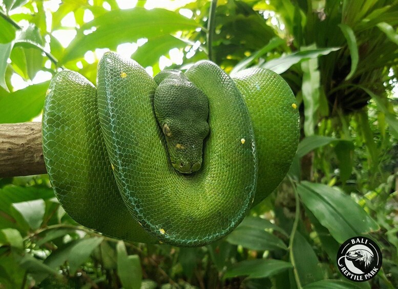 A large green snake coiled around a tree branch in a lush green environment. 3