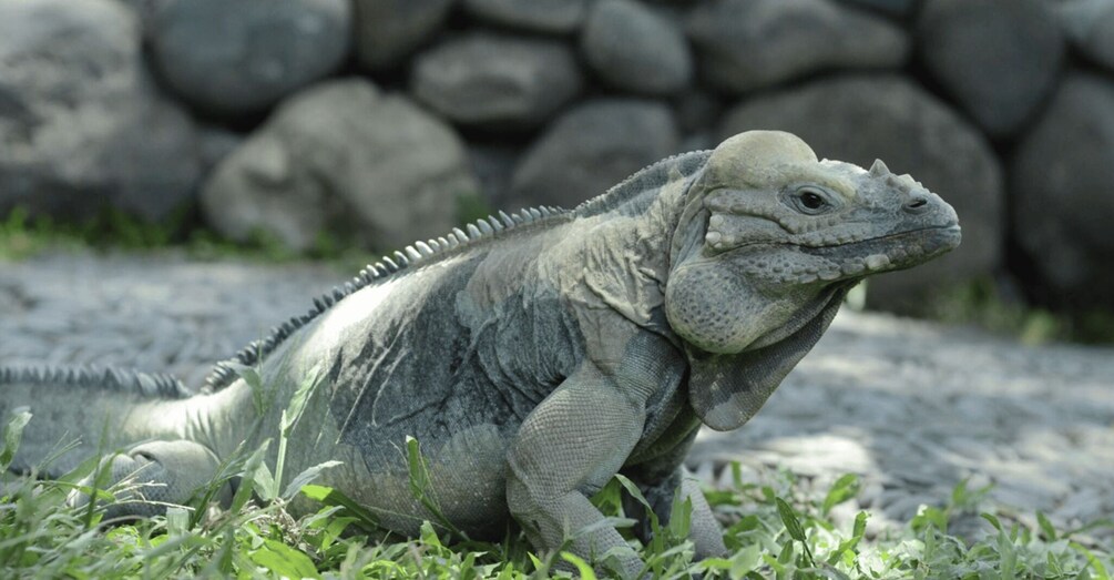 An iguana on a rocky surface with greenery. 5