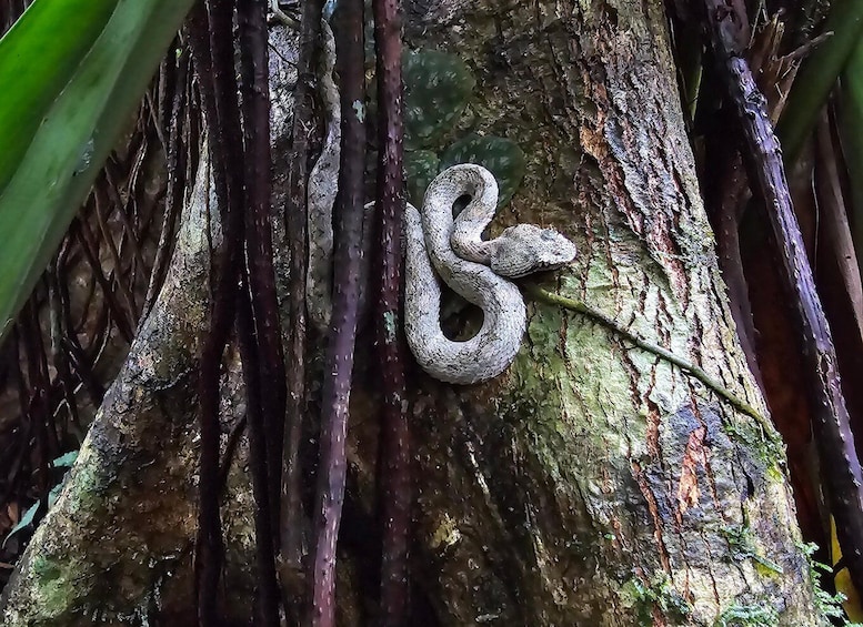 A snake coiled around a tree trunk in a forest. 3