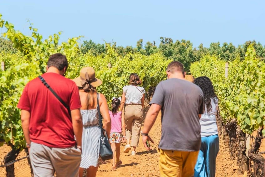 Picture 2 for Activity Alghero: Winery Tour with Wine and Food Tasting 3
