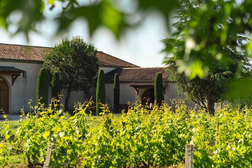 Picture 4 for Activity Guided visit & wine tasting in Crozes-Hermitage 4