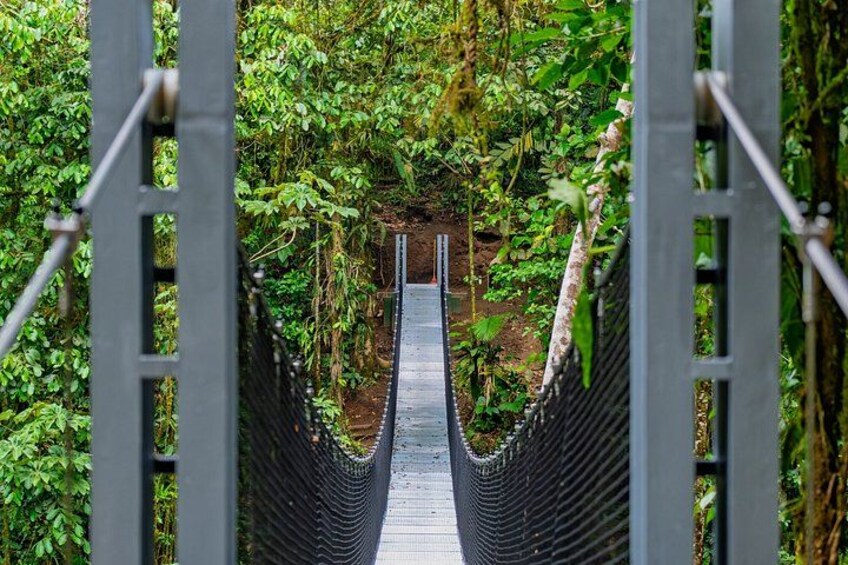 A suspension bridge surrounded by dense greenery. 4