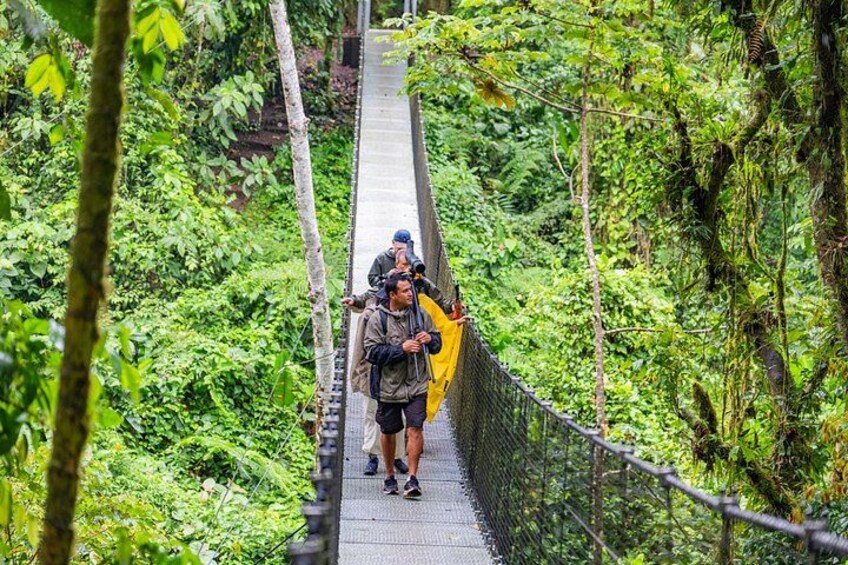 A suspension bridge surrounded by dense green foliage. 1