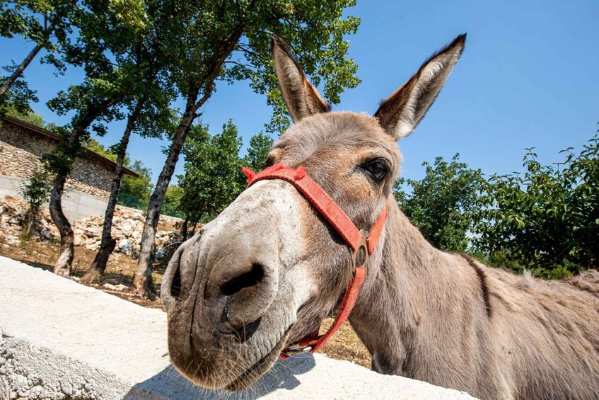 A donkey with a red halter, standing in a fenced area with trees and a stone wall in the background. 3