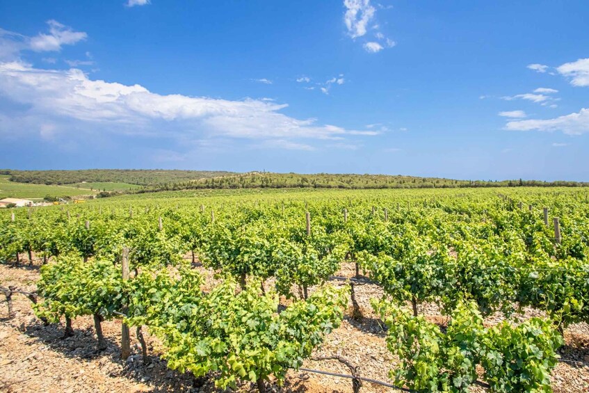 A vineyard with rows of grapevines under a clear sky. 2